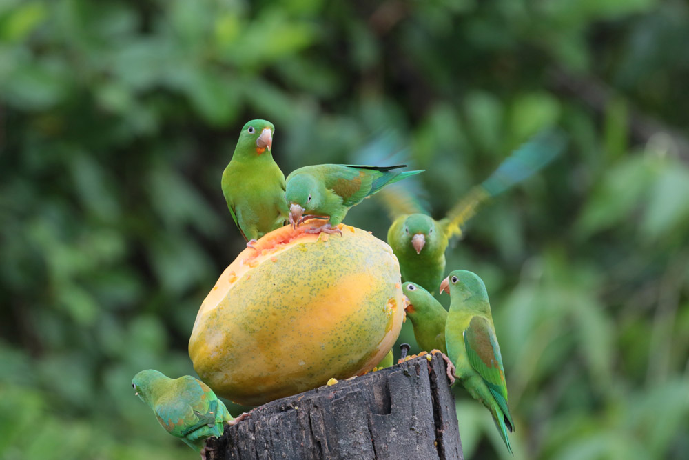 Orange-chinned Parakeets